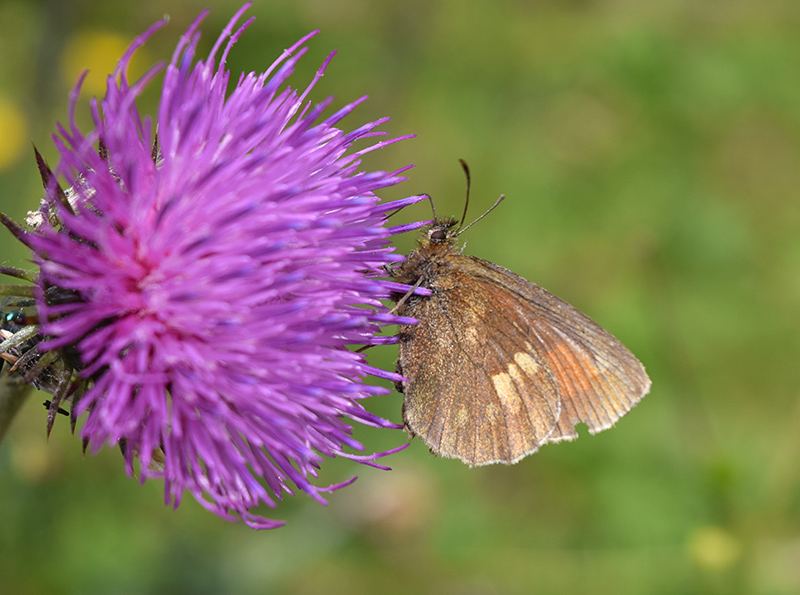 Nymphalidae: Erebia manto